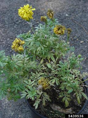 Marigold plant heavily infested with citrus mealybugs